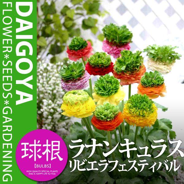 ラナンキュラス リビエラフェスティバル 球根 4球 ラナンキュラス 秋植え 球根 Kk Rk Rfb1 0004kd 大郷屋 通販 Yahoo ショッピング