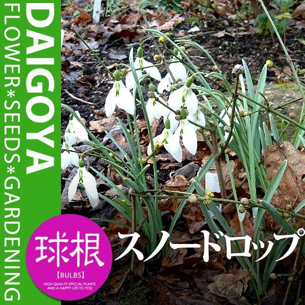 スノードロップ 白 球根 3球 スノードロップ 秋植え 球根 Kk Sd Sdp1 0003kd 大郷屋 通販 Yahoo ショッピング