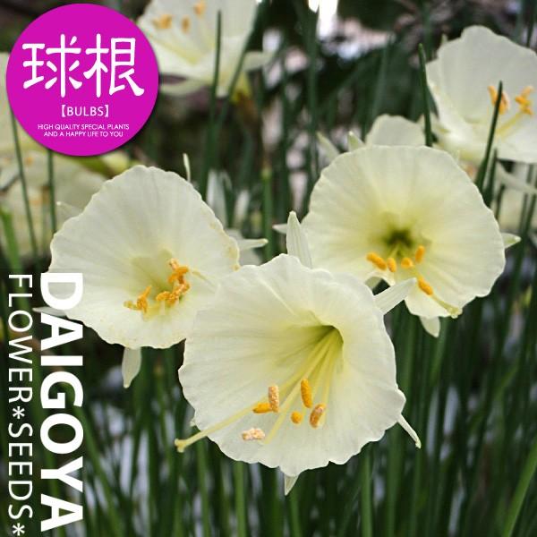 スイセン 水仙 ミニミニ水仙 小型種 カンタブリクス モノフィラス 白 白 球根 3球入り袋詰め スイセン 水仙 秋植え 球根 Kk Sis009 3kd 大郷屋 通販 Yahoo ショッピング