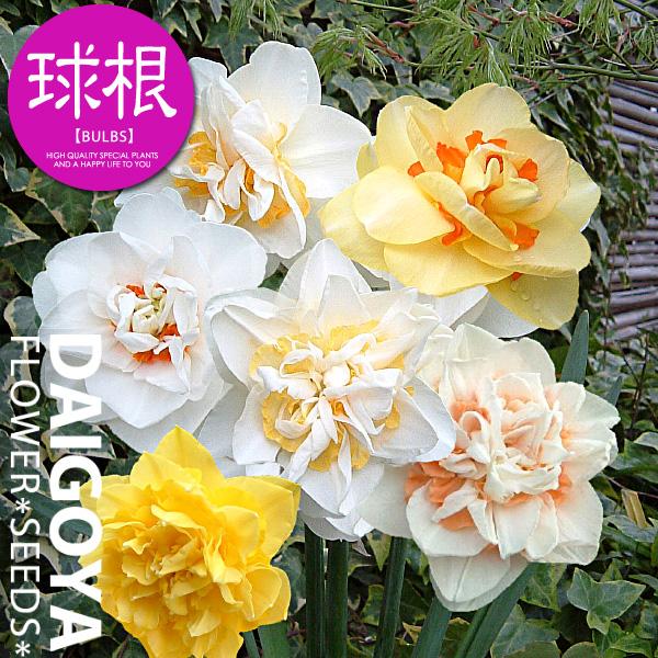 水仙球根 2球 2個 イエロー 黄色 八重咲き フリフリ ひらひら 楽天市場】水仙 【カップ咲き 黄花】 球根 （2球入） （植え付け