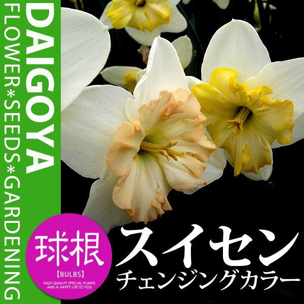 XCZij ς炫 `FWOJ[yz3܋l_XCZ__HA_