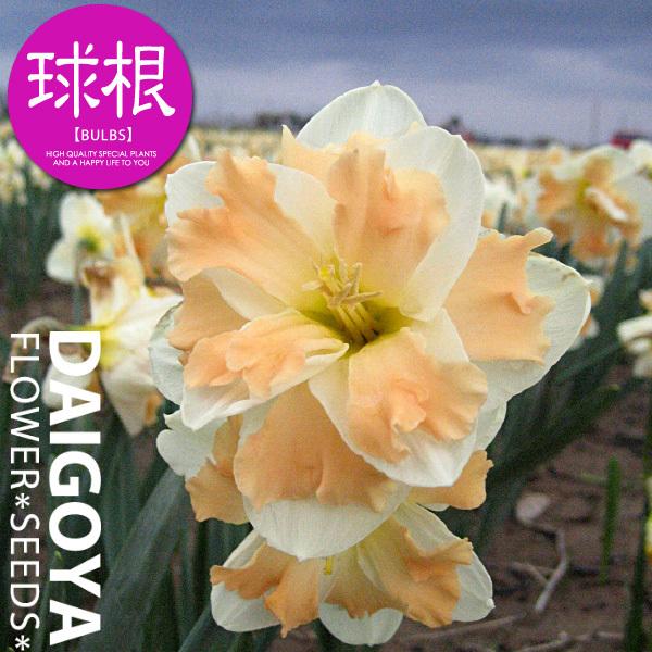 XCZij v~A ς炫 JEfyz2܋l_XCZ__HA_