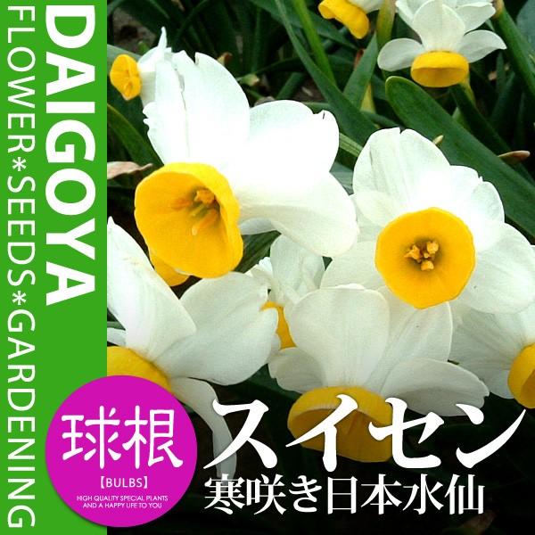 スイセン 寒咲き日本水仙 白 黄色 房咲 球根 3球入り 水仙 ニホンスイセン Kk Ss Kzn1 0003kd 大郷屋 通販 Yahoo ショッピング
