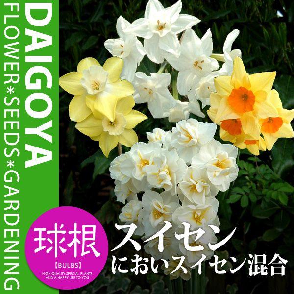 XCZij 萅 ɂXCZyz3܋l_XCZ__HA_