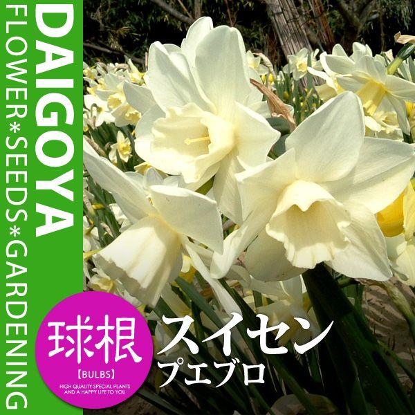 スイセン 水仙 香り水仙 カップ咲き プエブロ 白 白 球根 2球入り袋詰め スイセン 水仙 秋植え 球根 Kk Ss Pbr1 0002kd 大郷屋 通販 Yahoo ショッピング