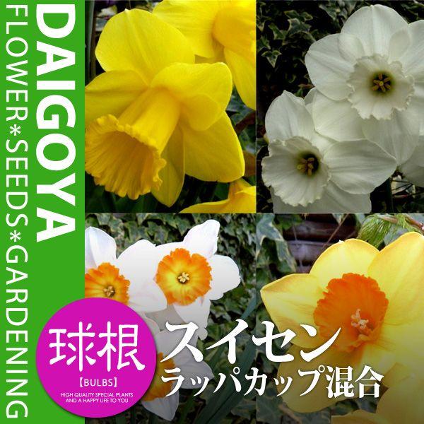 XCZij X^_[h bpJbvyz3܋l_XCZ__HA_