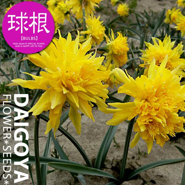 スイセン 水仙 八重咲き リップバンウインクル 球根 3球入り袋詰め スイセン 水仙 秋植え 球根 Buyee Buyee Japanese Proxy Service Buy From Japan Bot Online