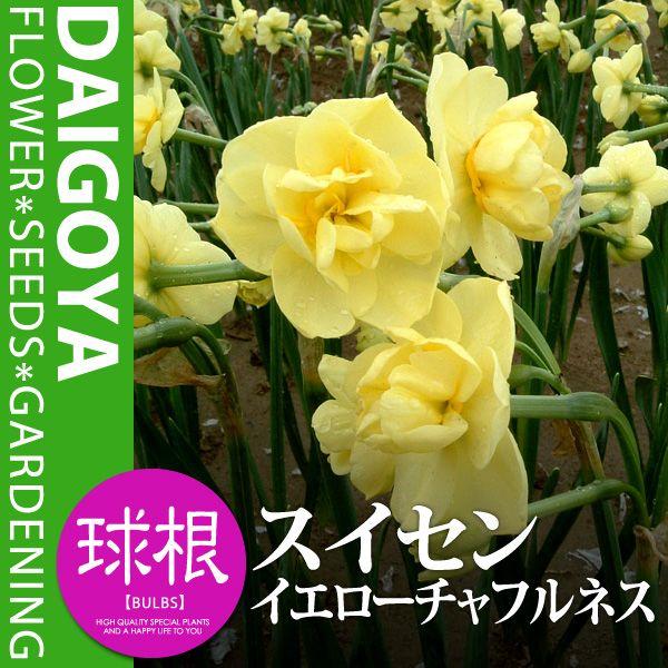 スイセン 水仙 香り水仙 八重房咲き イエローチャフルネス 黄 黄 球根 3球入り袋詰め スイセン 水仙 秋植え 球根 Kk Ss Ytn1 0003kd 大郷屋 通販 Yahoo ショッピング