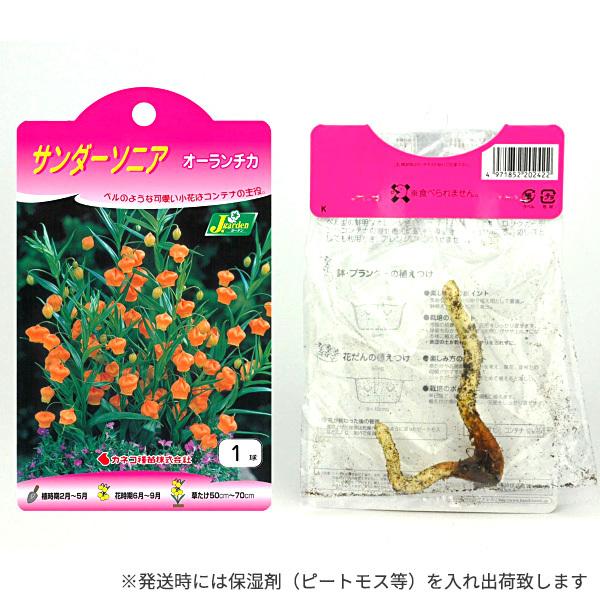 サンダーソニア オーランチカ 球根 1球 春植え球根 Buyee Buyee Japanischer Proxy Service Kaufen Sie Aus Japan