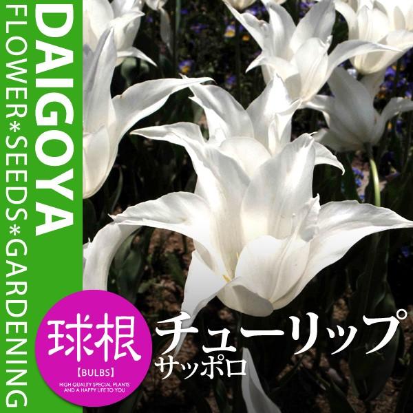 チューリップ サッポロ 白 L 球根 4球入り袋詰め ユリ咲き 秋植え 球根 Kk Trp029 4kd 大郷屋 通販 Yahoo ショッピング