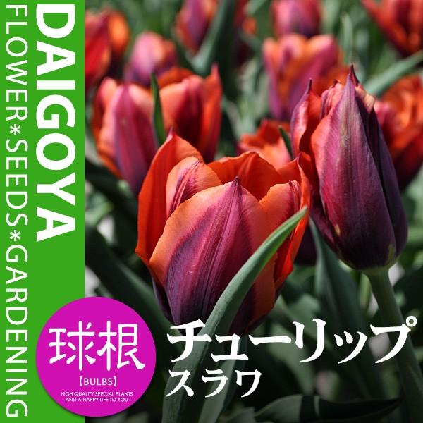 `[bv XiԒE/Tjyz4܋l_2F炫_ς炫_HA_