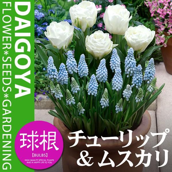 チューリップ 八重咲き白5球 ムスカリ10球 球根 チューリップ ムスカリ コンビネーション 秋植え 球根 Kk Trp059 15kd 大郷屋 通販 Yahoo ショッピング