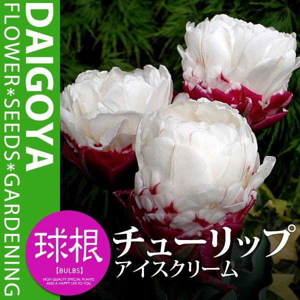チューリップ 八重咲き アイスクリーム 白 紫顎 球根 3球入り袋詰め チューリップ 秋植え 球根 Kk Trp062 3kd 大郷屋 通販 Yahoo ショッピング