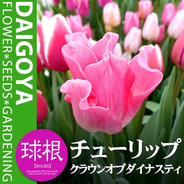 チューリップ クラウン咲き クラウンオブダイナスティ 白 桃 T 球根 4球入り袋詰め チューリップ 秋植え 球根 Kk Trp069 4kd 大郷屋 通販 Yahoo ショッピング