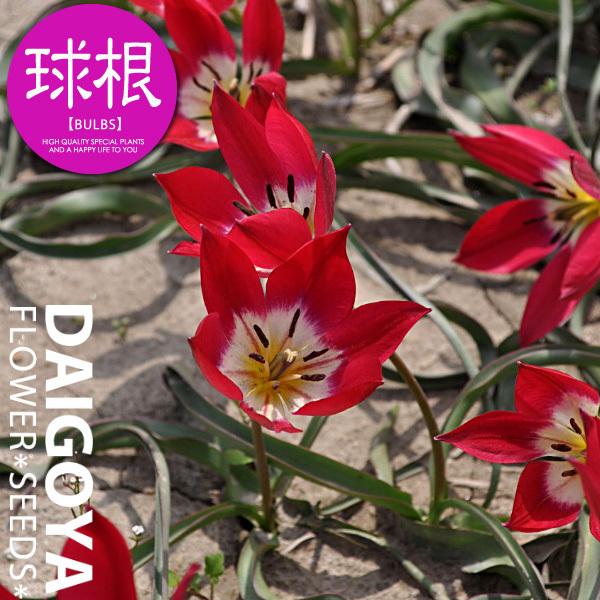 `[bv n ^Cj[eBi/OSjyz7܋l_`[bv_HA_