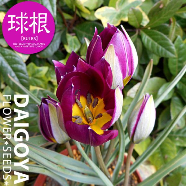 `[bv n yVp[iԎ/OSjyz6܋l_`[bv_HA_