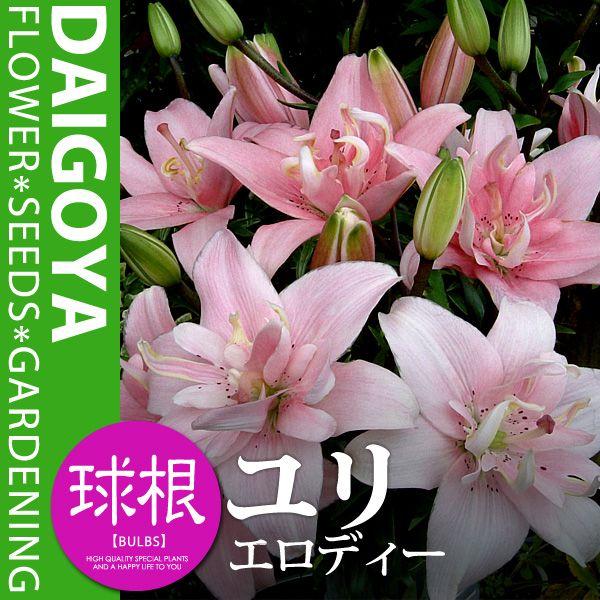  d AWAeBbN[ GfB[yz2܋l ___S_HA_