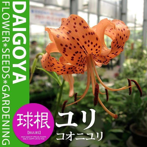  RIji/_jyzP܋l___S_HA_