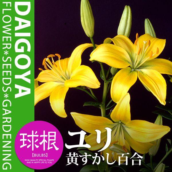 球根 百合球根の人気商品 通販 価格比較 価格 Com