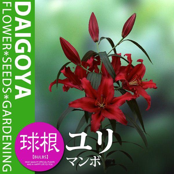 ユリ マンボ レッドカサブランカ 赤巨大輪 球根 1球入り袋詰め ユリ ゆり 百合 秋植え 球根 Kk Yr Mnb 0001kd 大郷屋 通販 Yahoo ショッピング