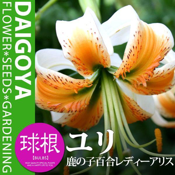  ̎qS@fB[AXiƞ̕Fԁjyz1܋l___S_HA_