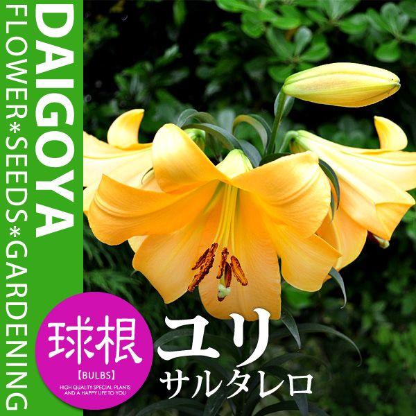 ユリ オリエンタルリリー サルタレロ 球根 1球入り袋詰め 黄橙 ユリ ゆり 百合 秋植え 球根 Buyee Buyee 日本の通販商品 オークションの代理入札 代理購入