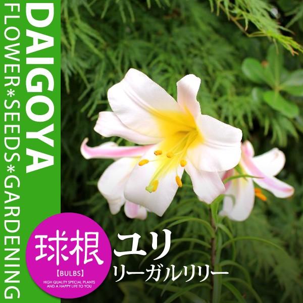 ユリ トランペットタイプ リーガルリリー 白 球根 1球入り ユリ ゆり 百合 秋植え 球根 Kk Yri006 1kd 大郷屋 通販 Yahoo ショッピング
