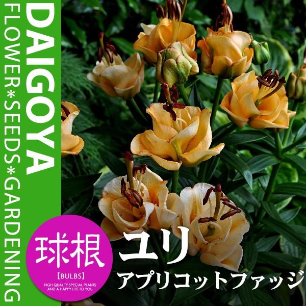  ōd炫 AvRbgt@bW p[bg炫 iAvRbgjyz2___S_HA_