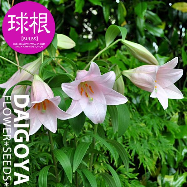  nCubh[ }jtB[Nyz1܋l___S_HA_