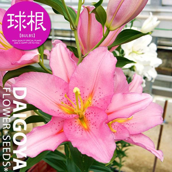 ユリ ベンドーム 無花粉 ピンク 球根 1球入り ユリ ゆり 百合 秋植え 球根 Kk Yri064 1kd 大郷屋 通販 Yahoo ショッピング