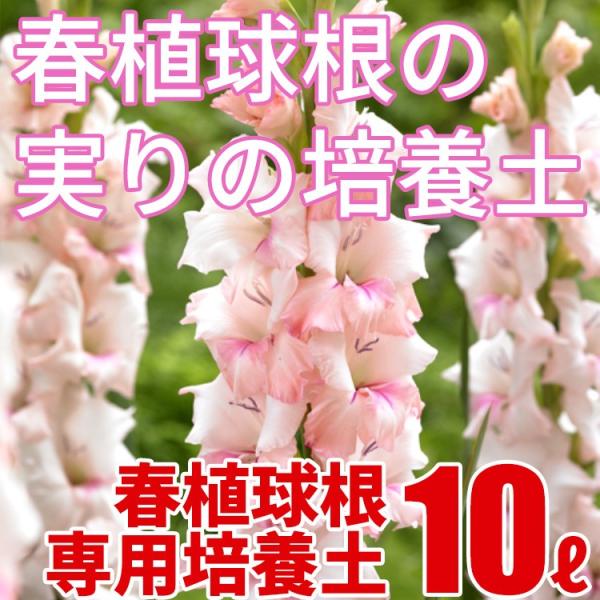 tA̎̔|{y 10L 勽IWiuh|{y A̓y