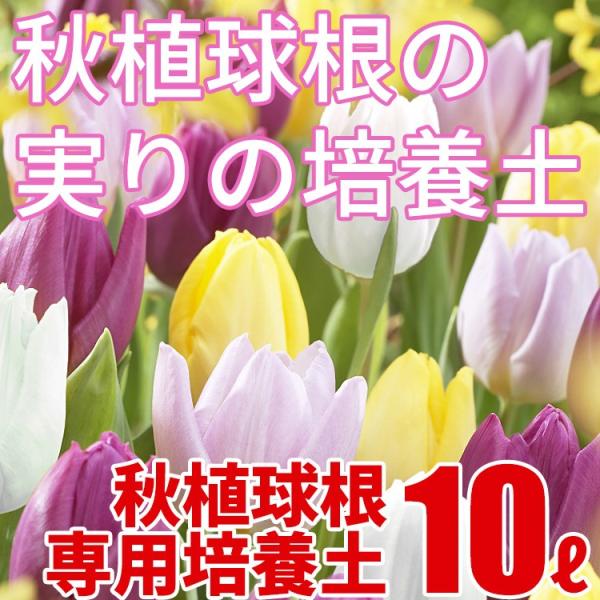 HA̎̔|{y 10L 勽IWiuh|{y A̓y