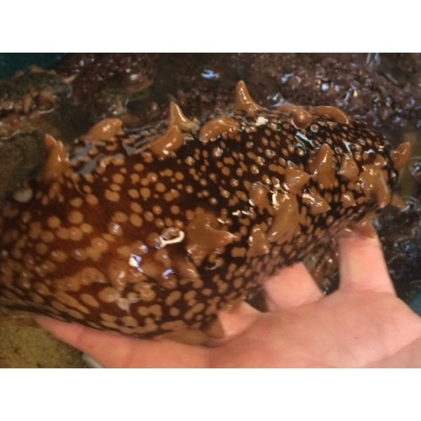 北海道日本海産 乾燥ナマコ M 5g 8g 1ｋｇ Buyee Buyee Jasa Perwakilan Pembelian Barang Online Di Jepang