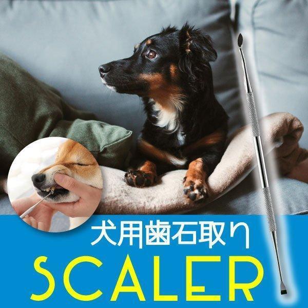 レビューを書いてメール便】ペット用 歯石取り 安全 口腔ケア 器具 スケーラー 犬用 猫用 犬 猫 ネコ 虫歯 虫歯予防 歯周病 虫歯痛み ヤニ取り :p210264307420:大吉商店 通販 ペット用 スケーラー 歯石取り 口臭ケア 犬 猫 小動物