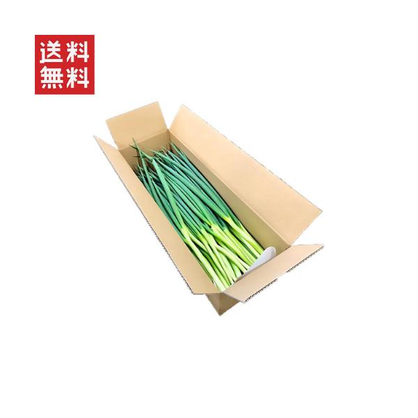 京都の伝統野菜九条ねぎ。新鮮な根切りタイプの九条ねぎは、鍋・天ぷら・薬味など様々なお料理にご活用いただけます。季節とともに移り変わる風味・食感の違いをお楽しみ下さい。