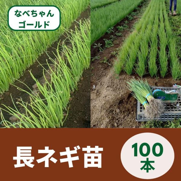 daisanfarm_nabechang100-nae daisanfarm_nabechang100-nae