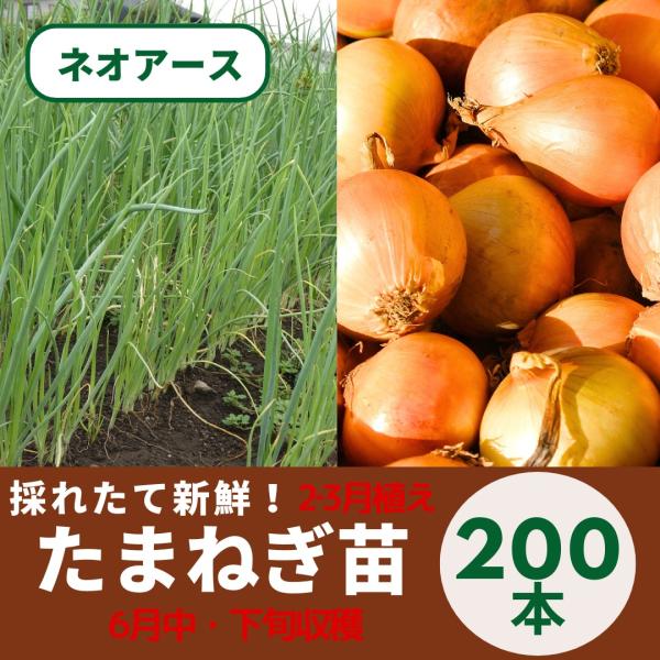 daisanfarm_tamanegi200-nae