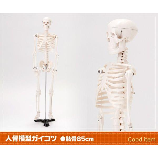 人骨模型 ガイコツ 骸骨 85cm Jk 1751y J 8544 グッドアイテムダイセイ 通販 Yahoo ショッピング
