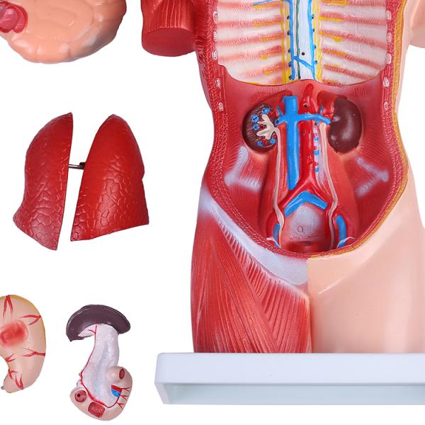 人体模型gx 7 お腹も背中も見える内臓模型45ｃｍ 17パーツ取り外し可 Jk 5278y Buyee 日本代购平台 产品购物网站大全 Buyee一站式代购 Bot Online