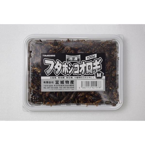 クール便 富城物産 冷凍 フタホシコオロギ【M】 100g(約300匹) 約1.5