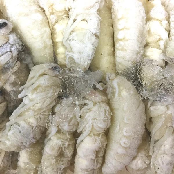 ペット用 冷凍昆虫 オオスズメバチの幼虫 【100g】 冷凍 蜂の幼虫(1匹