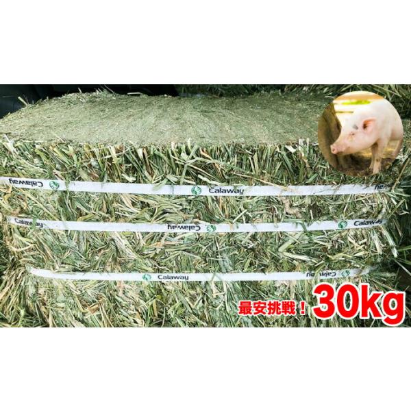 ミニブタ用】牧草 チモシー ダブルプレス 約30kg 1番刈り(アメリカ産