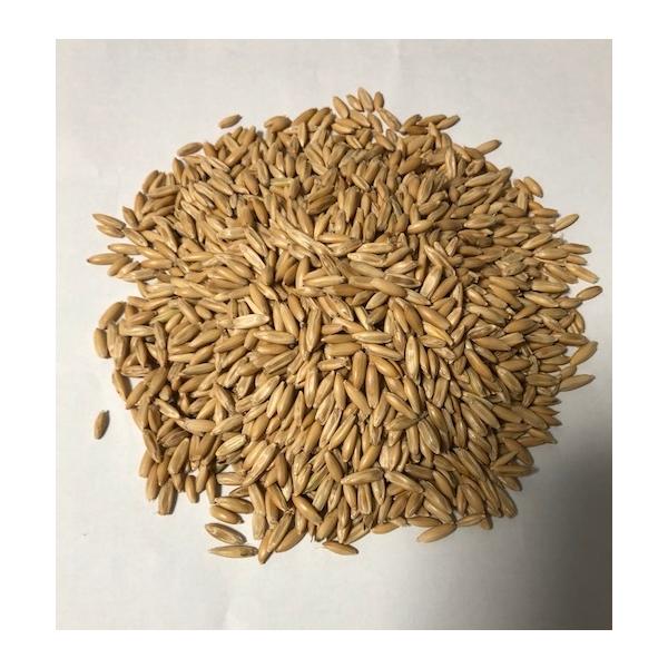 えん麦 殻付き 500g 小動物 うさぎ デグー ハムスター チンチラ 猫草のタネ えんばく おやつ メール便 ポスト投函 送料無料 Dbp Db Enbaku500g 大伸物産yahoo ショップ 通販 Yahoo ショッピング