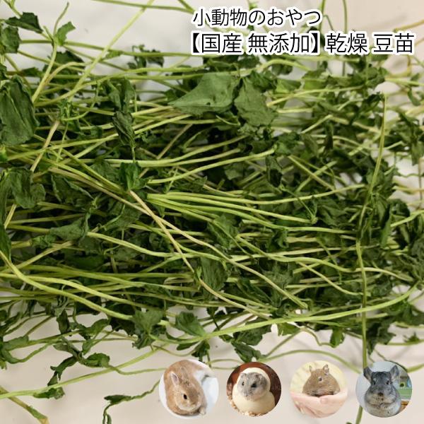 小動物のおやつ 国産 無添加 乾燥 豆苗 5g 乾燥野菜 とうみょう 無着色 ドライベジタブル 小動物 うさぎ ハムスター Dbp Dbp Toumyou5g 大伸物産yahoo ショップ 通販 Yahoo ショッピング