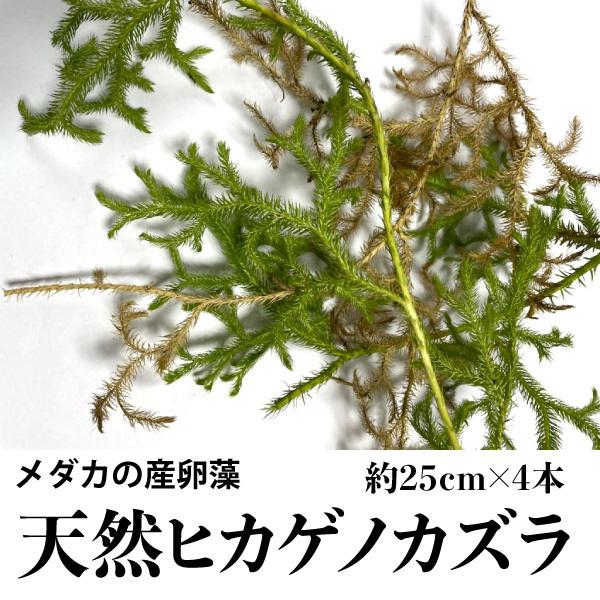 メダカ 産卵 産卵藻 メダカの天然産卵藻 めだかの産卵 天然ヒカゲノカズラ 約25cm 4本 めだか かずら 卵 産卵床 クリックポスト送料無料 Dbp Hikage No Kazura 大伸物産yahoo ショップ 通販 Yahoo ショッピング