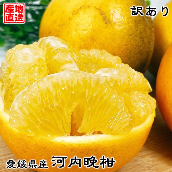 セール 河内晩柑 宇和ゴールド 10kg箱 訳あり 美粧柑 夏文旦 愛南ゴールド 産地直送 愛媛県産 河内晩柑 L-3Lサイズ 10kg箱 訳あり 混合 サイズ別 ミックス 爆買