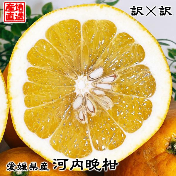 愛媛県産　河内晩柑　宇和ゴールド紅　嵐ゴールド　柑橘　10kg 河内晩柑 宇和ゴールド 10kg箱 美粧柑 夏文旦 愛南ゴールド 訳×訳 産地