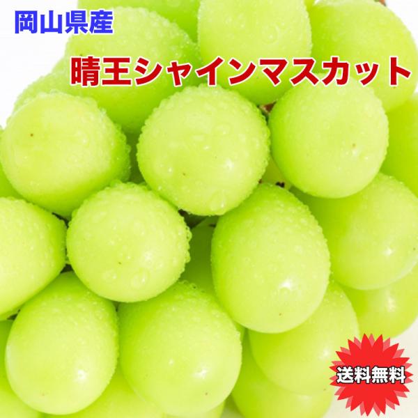 ぶどう シャインマスカット 晴王 送料無料 岡山県産 晴王 シャイン マスカット 850g 希少品種 ギフト マスカット 爆買