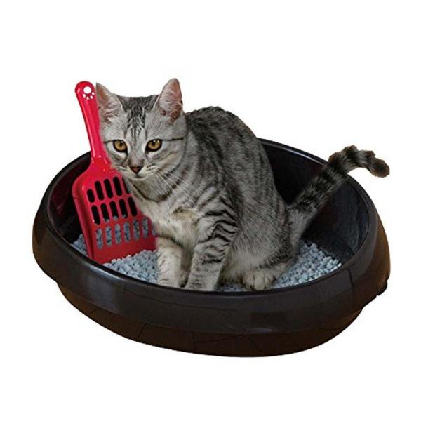 daiyu8-y_4967576134620