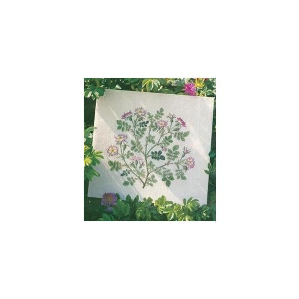 t NXXeb` hJLbg yWILD ROSEzԂƎ؁@f}[N AイLbg